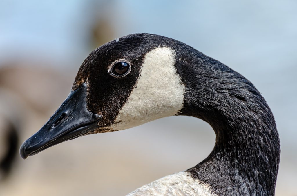 Bird Lasers for deterring Canada Geese